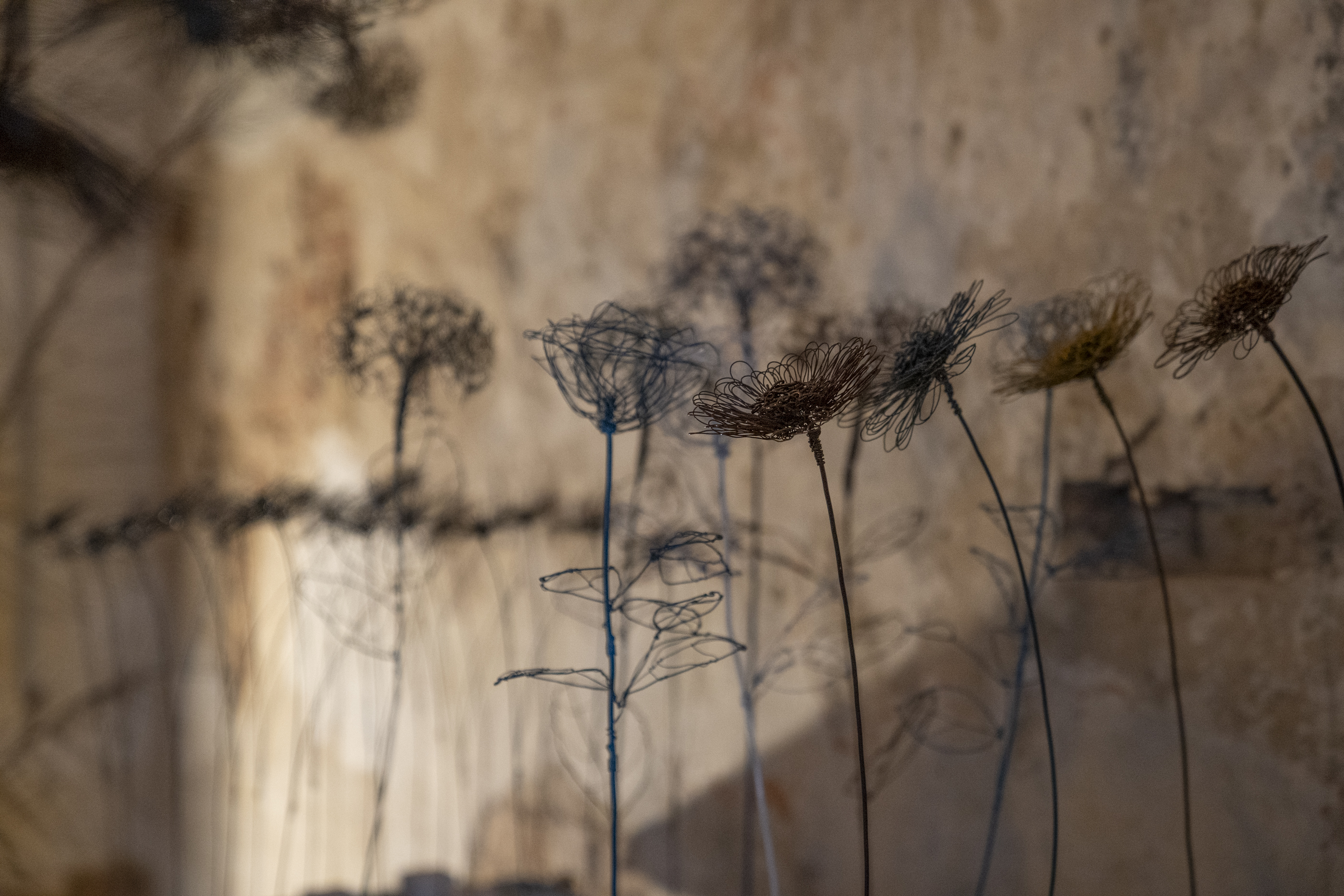 Fiori e Margherite